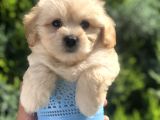 Xsmall Latte Maltıpoo Yavrumuz