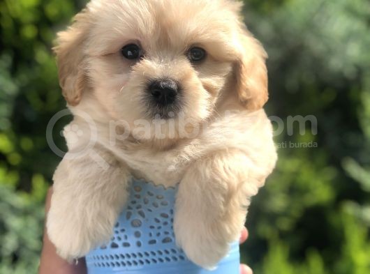Xsmall Latte Maltıpoo Yavrumuz görsel