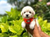 Anne Altından Maltese Terrier