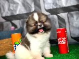 Irk Ve Sağlık Garantili Pomeranian Boo