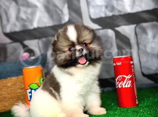 Irk Ve Sağlık Garantili Pomeranian Boo görsel