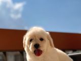 Orijinal Maltipoo Bebeklerimiz