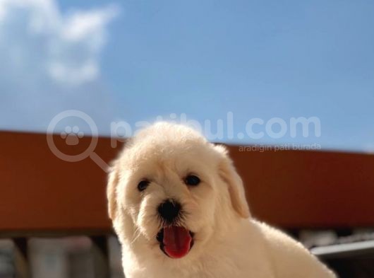 Orijinal Maltipoo Bebeklerimiz görsel