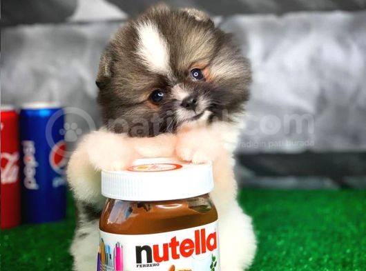 Irk Ve Sağlık Garantili Pomeranian Boo
