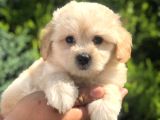 Xsmall Latte Maltıpoo Yavrumuz