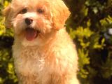 Şecereli Anne ve Babadan Özel Maltipoo