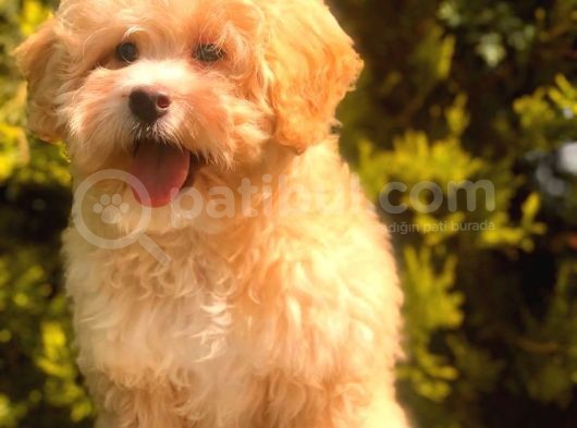 Şecereli Anne Ve Babadan Özel Maltipoo