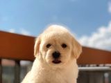 Orijinal Maltipoo Bebeklerimiz