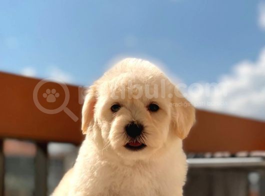 Orijinal Maltipoo Bebeklerimiz görsel