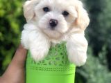 Xsmall Maltıpoo Yavrumuz