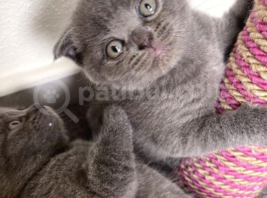 1 Aylık Yavru Scottish Fold görsel