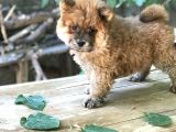 Mükemmel Chowchow Bebekler!!!