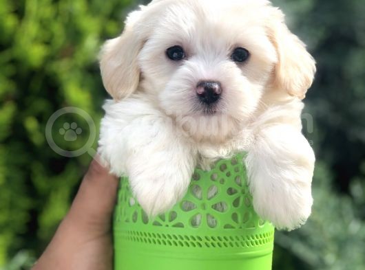 Xsmall Maltıpoo Yavrumuz görsel