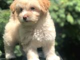 F2 Maltıpoo Yavrumuz