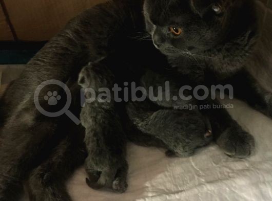 Scottish Fold  Teslime Hazır Anne Altından Yavru görsel