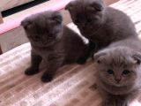 Scottish Fold  Teslime Hazır Anne Altından Yavru