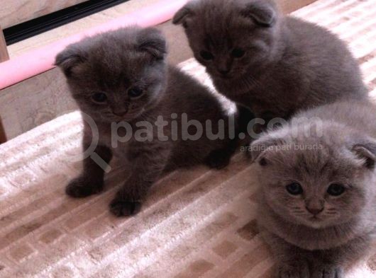 Scottish Fold  Teslime Hazır Anne Altından Yavru görsel