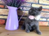 Safkan Sağlıklı Blue British Shorthair Yavrumuz Monro