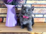 Oyuncu Süper Kalite British Shorthair Yavrumuz Jinn