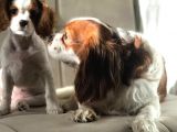 Cavalier King Charles Yavrularımız