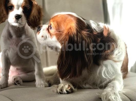 Cavalier King Charles Yavrularımız görsel