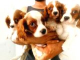 Cavalier King Charles Yavrularımız