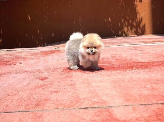 Basık Burun Ayı Surat Yarışma Adayı Safkan Boo Pomeranian görsel