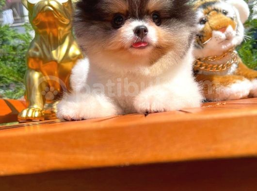 Küt Burun Kare Surat Yarışma Adayı Safkan Boo Pomeranian görsel