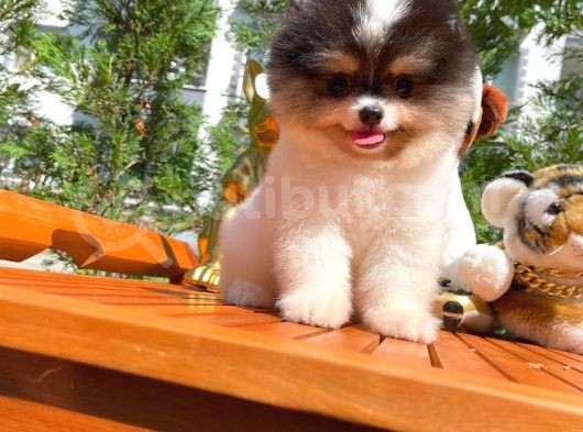 Küt Burun Kare Surat Yarışma Adayı Safkan Boo Pomeranian görsel