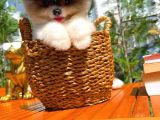 Küt Burun Kare Surat Yarışma Adayı Safkan Boo Pomeranian
