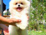 Küt Burun Kare Surat Yarışma Adayı Safkan Boo Pomeranian
