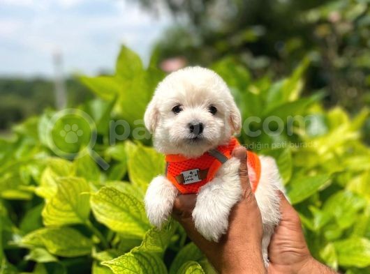 Anne Altından Maltese Terrier görsel