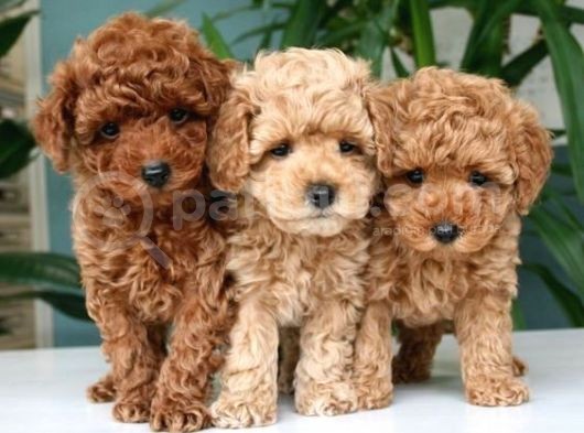 Show Kalite Safkan Toy Poodle Yavruları