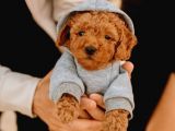 Show Kalite Safkan Toy Poodle Yavruları