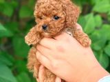 Show Kalite Safkan Toy Poodle Yavruları