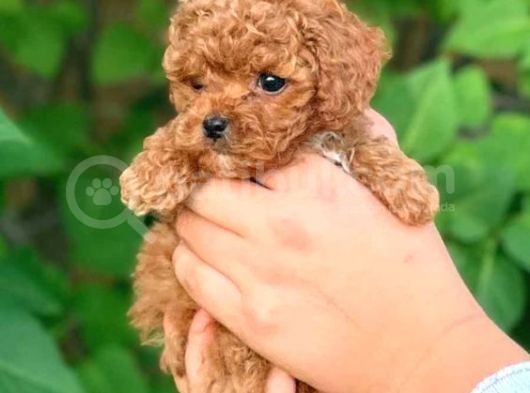 Show Kalite Safkan Toy Poodle Yavruları görsel