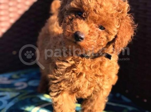 Show Kalite Safkan Toy Poodle Yavruları görsel