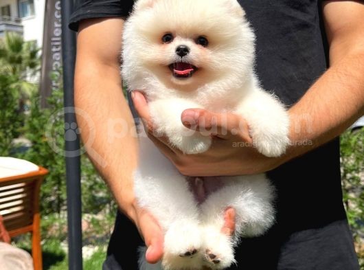 Küt Burun Kare Surat Yarışma Adayı Safkan Boo Pomeranian görsel
