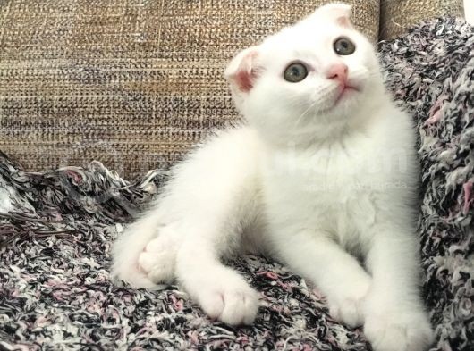 Çok Uyguna Scottısh Fold Beyaz Son 2 Ayrı görsel