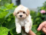 Yakışıklı Maltese Terrier
