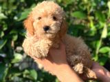 2 Aylık Erkek ve Dişi Toy Poodle Yavrularımız