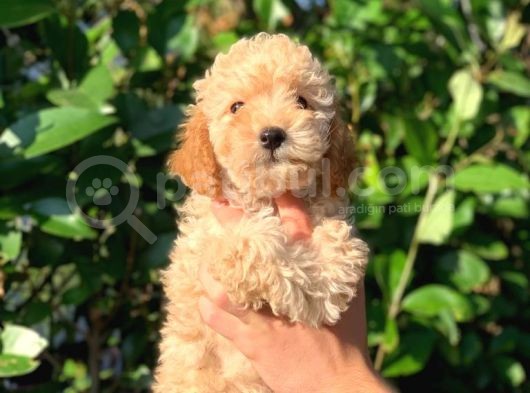 2 Aylık Erkek Ve Dişi Toy Poodle Yavrularımız görsel