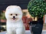 Teacup Ayıcık Pomeranian Yavrularımız