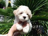 2 Aylık Maltipoo Bebekler