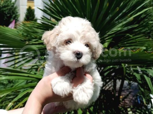 2 Aylık Maltipoo Bebekler görsel