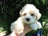 2 Aylık Maltipoo Bebekler