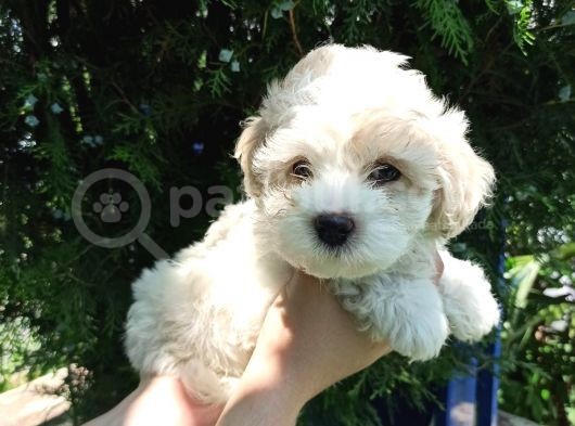 2 Aylık Maltipoo Bebekler görsel