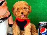 Anne Altında Toy Poodle Yavrular