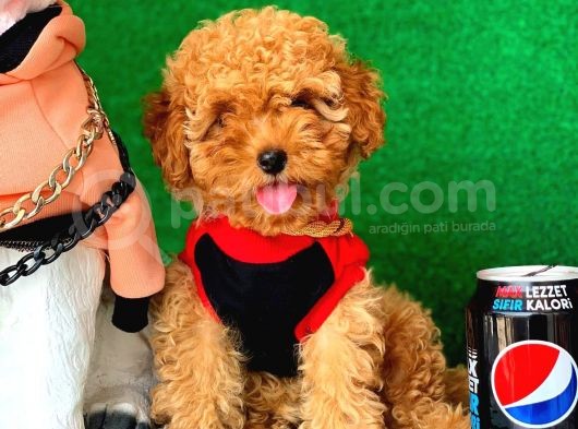 Anne Altında Toy Poodle Yavrular görsel
