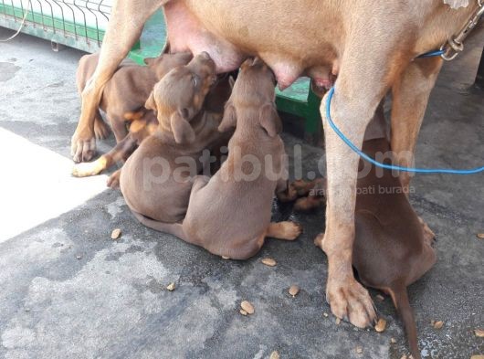 Orijinal Asil Kan Doberman İsabelle Yavrularımız
